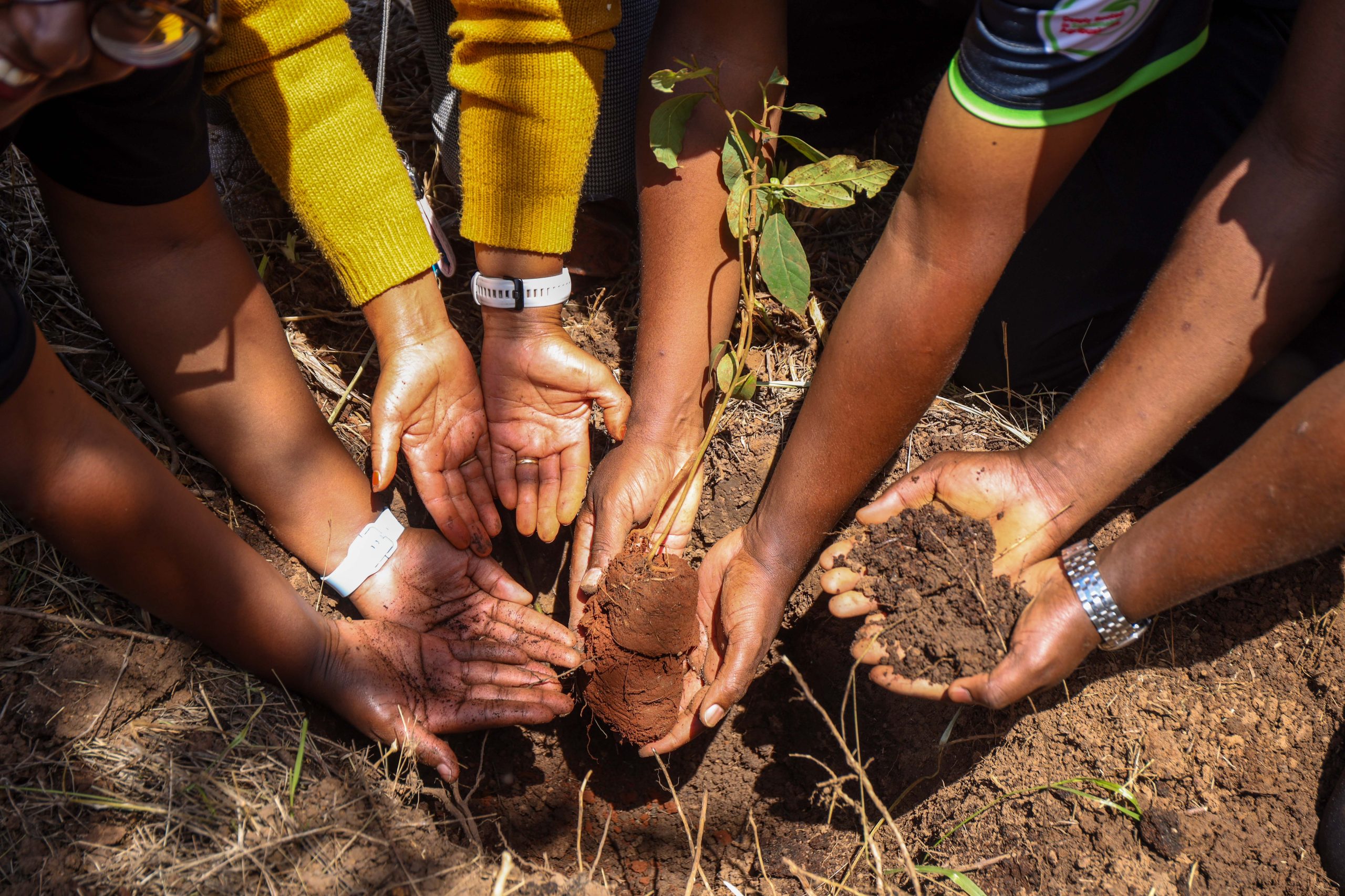 NCBA ADVANCES 10 MILLION TREE TARGET WITH AGROFORESTRY DRIVE AT KAMWAKI COFFEE ESTATE ON WORLD ENVIRONMENT DAY - NCBA Group
